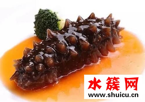 海參可以生吃嗎