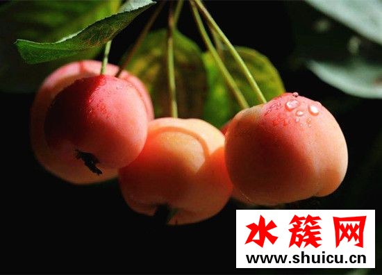 海棠果是熱性還是涼性