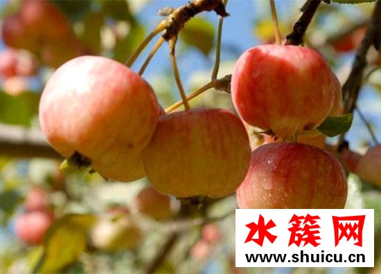 海棠果可以泡酒嗎 海棠果泡酒的功效與作用 海棠果可以泡酒嗎