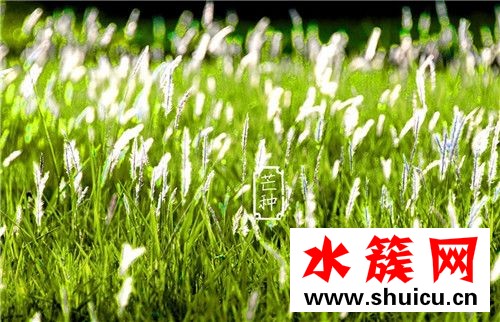 芒種節氣如何養生 芒種養生吃什么 芒種節氣如何養生