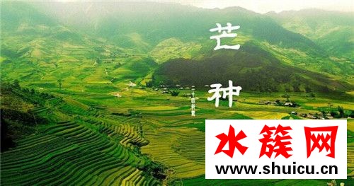 芒種節氣如何養生 芒種養生吃什么 芒種節氣如何養生