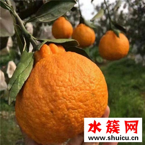 丑橘是熱性還是涼性