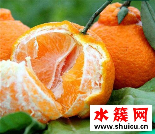 丑橘是熱性還是涼性