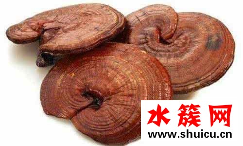 什么是血靈芝？