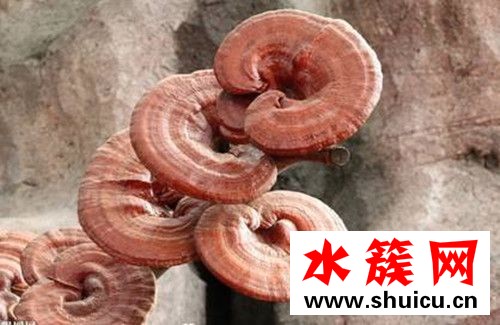 什么是血靈芝？