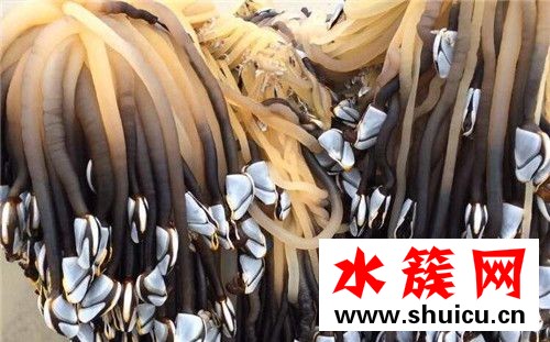 鵝頸藤壺多少錢一斤 鵝頸藤壺為什么那么貴 鵝頸藤壺多少錢一斤