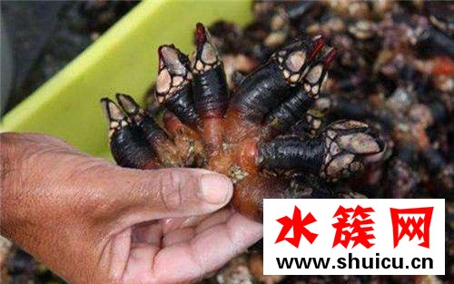 鵝頸藤壺多少錢一斤 鵝頸藤壺為什么那么貴 鵝頸藤壺多少錢一斤