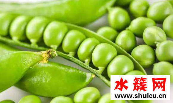 豌豆的熱量 豌豆的功效與作用 豌豆的熱量