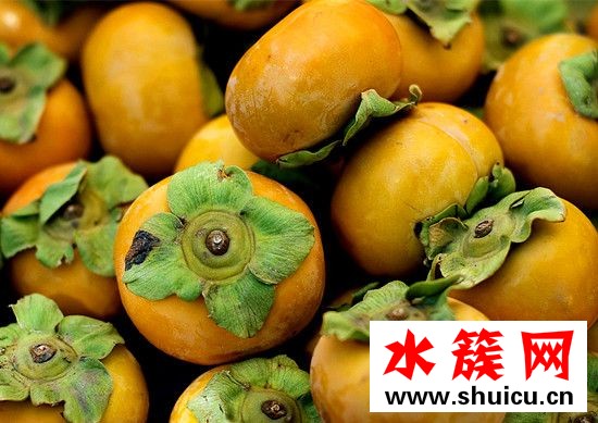 孕婦能吃柿子嗎