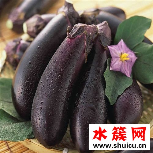 生吃茄子真的可以減肥嗎