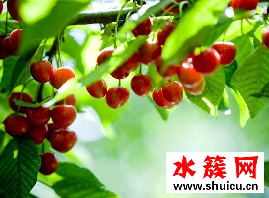 櫻桃是櫻花的果實嗎