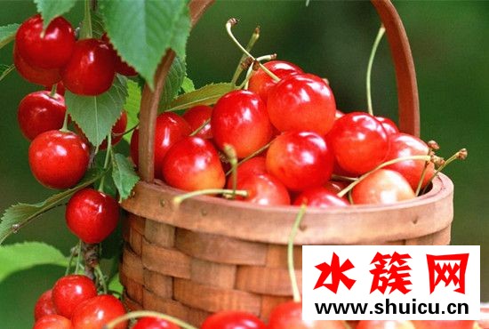 櫻桃是櫻花的果實嗎