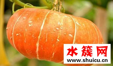 蓮子心孕婦能喝嗎 孕婦喝蓮子心茶可以降火嗎 蓮子心孕婦能喝嗎