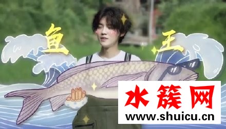 向往的生活鹿晗徒手抓魚是第幾期 向往的生活鹿晗徒手抓魚是第幾期