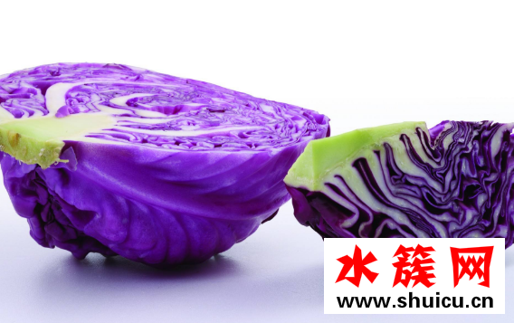 紫甘藍和包菜的區(qū)別 紫甘藍的功效與作用 紫甘藍和包菜的區(qū)別
