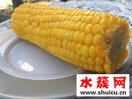 你熟玉米是什么意思 熟玉米什么梗 你熟玉米是什么意思