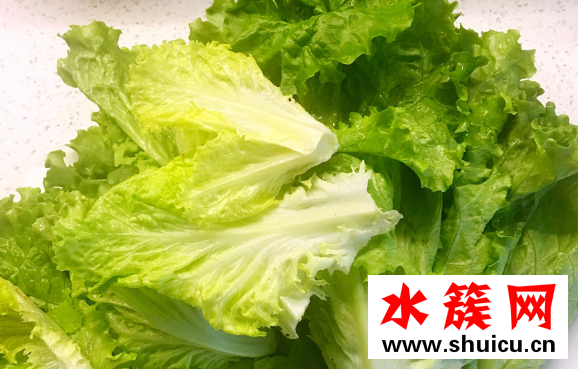 生菜可以生吃嗎