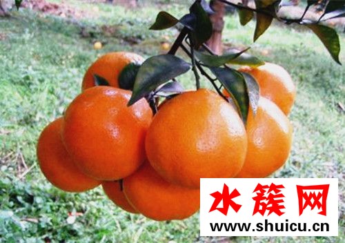 春見是什么水果 春見是丑橘嗎 春見是什么水果