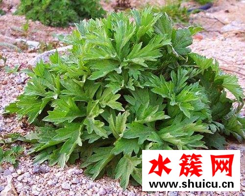 孕婦可以吃艾葉草嗎？