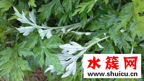 孕婦可以吃艾葉草嗎？