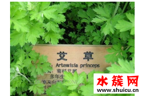 干艾草泡腳有什么作用？