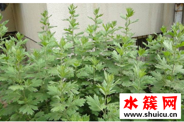 艾草幾月份哪個季節有 艾草什么時候采摘最好 艾草什么時候采摘最好?