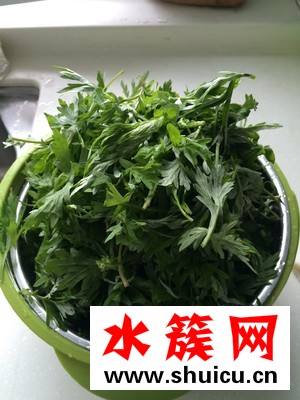 艾草幾月份哪個季節有 艾草什么時候采摘最好 艾草什么時候采摘最好?